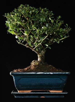 bonsai1