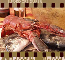ilford18